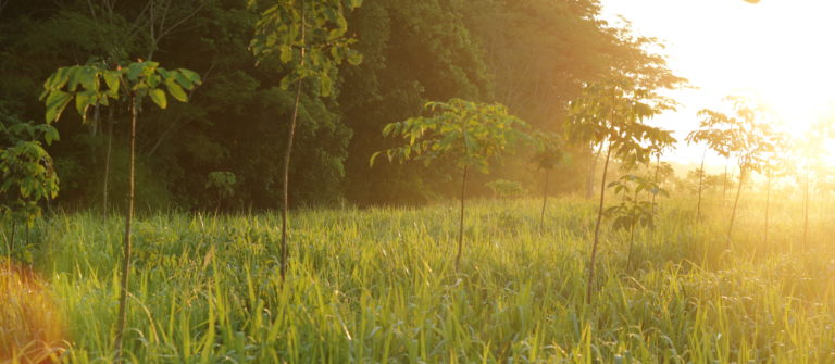 Tech and Trees – a powerful symbioses for a sustainable future